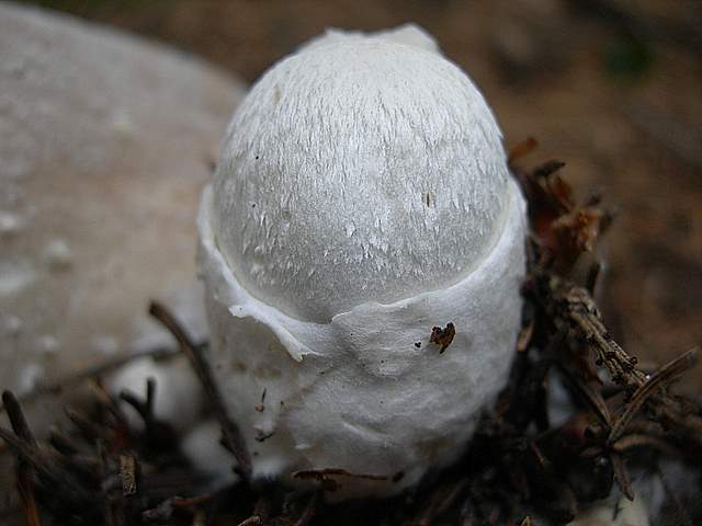 Funghi nella nebbia